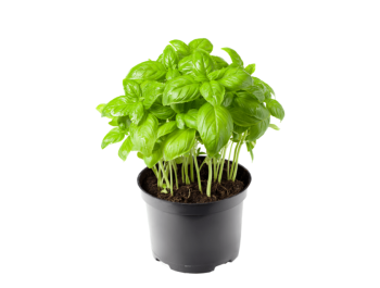 Fresh Basil