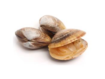 Clams
