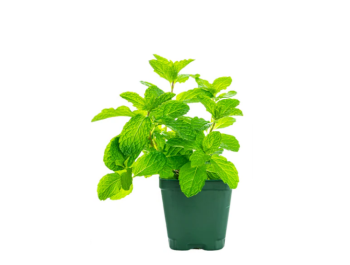 Fresh Mint