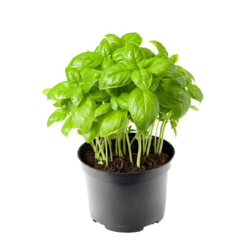 Fresh Basil 1216