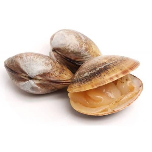 Clams 1072