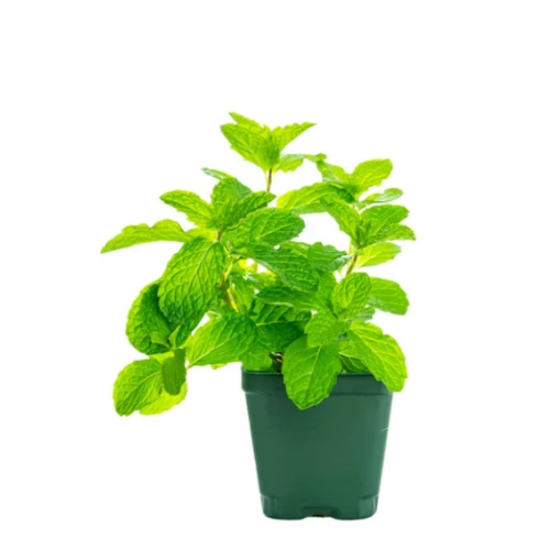 Fresh Mint 1215