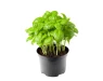 Fresh Basil 1216
