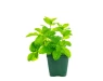 Fresh Mint 1215