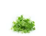 Microgreens 1218